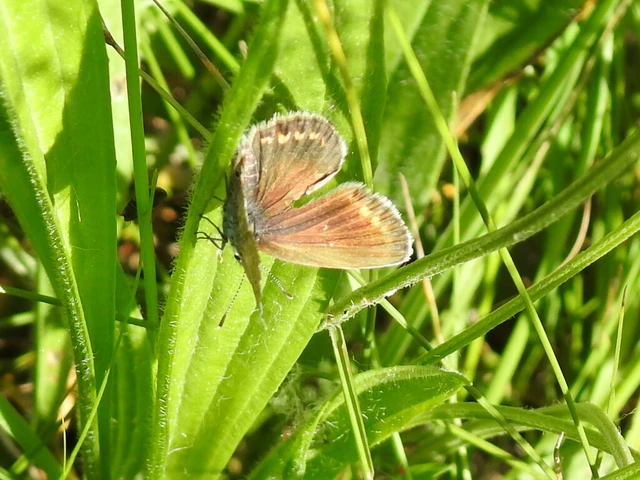 Plebejus argus - ezüstös boglárka