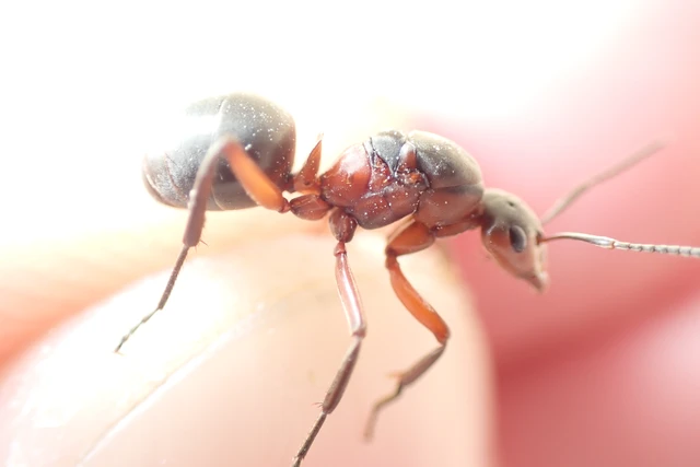 Formica pratensis - réti vöröshangya