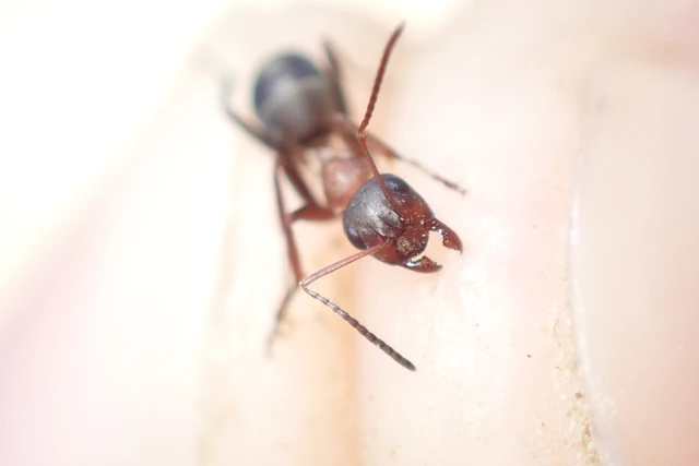 Formica rufibarbis - vörös rabszolgahangya