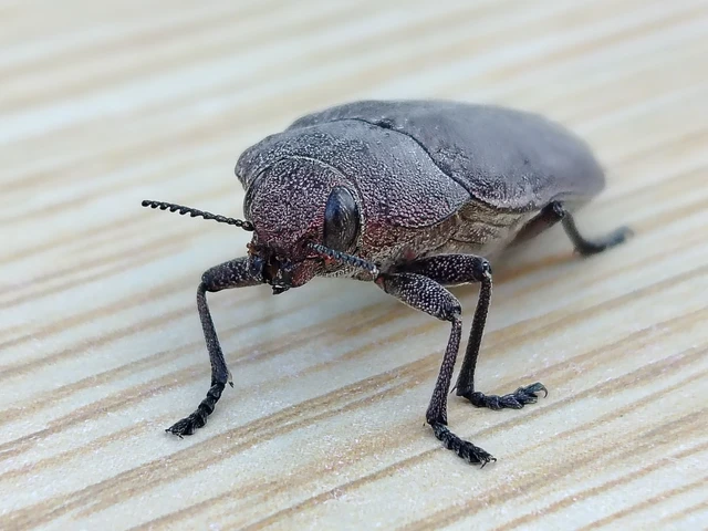 Perotis lugubris - bronzos díszbogár