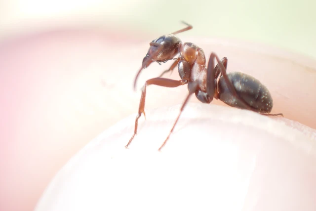 Formica cunicularia - gyakori rabszolgahangya