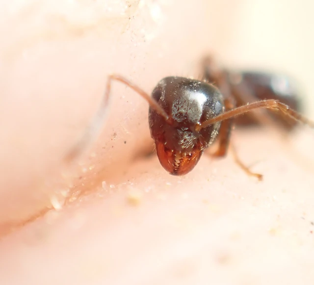 Lasius niger - közönséges feketehangya