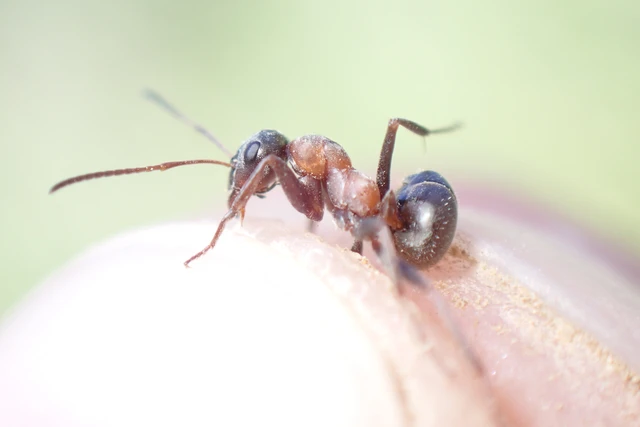 Formica rufibarbis - vörös rabszolgahangya