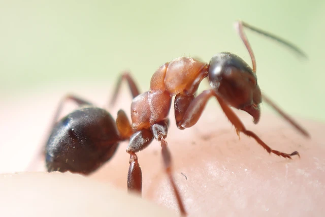 Formica rufibarbis - vörös rabszolgahangya