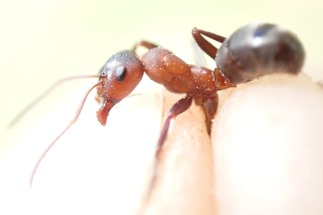 Formica sanguinea - vérvörös rablóhangya