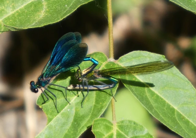 Calopteryx splendens - sávos szitakötő