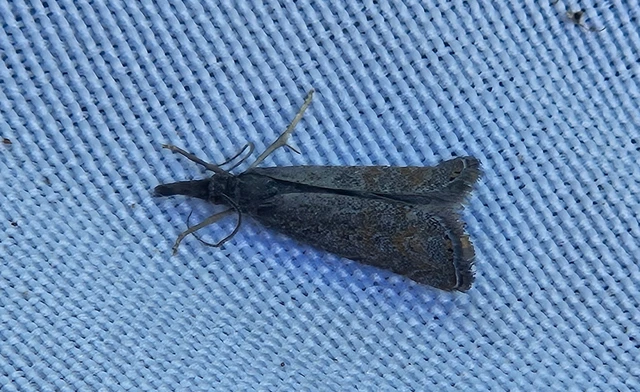 Platytes cerussella - törpe fűgyökérmoly