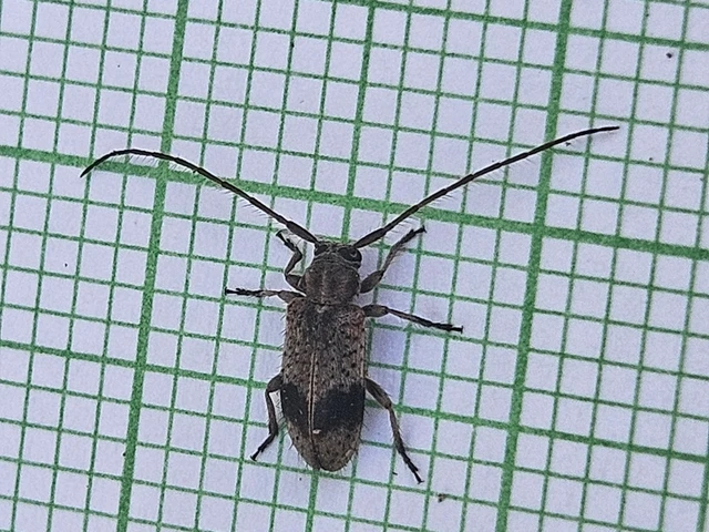 Exocentrus punctipennis - szilfa-rőzsecincér