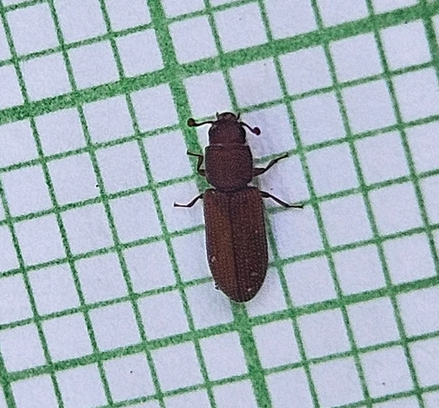 Synchita Synchita