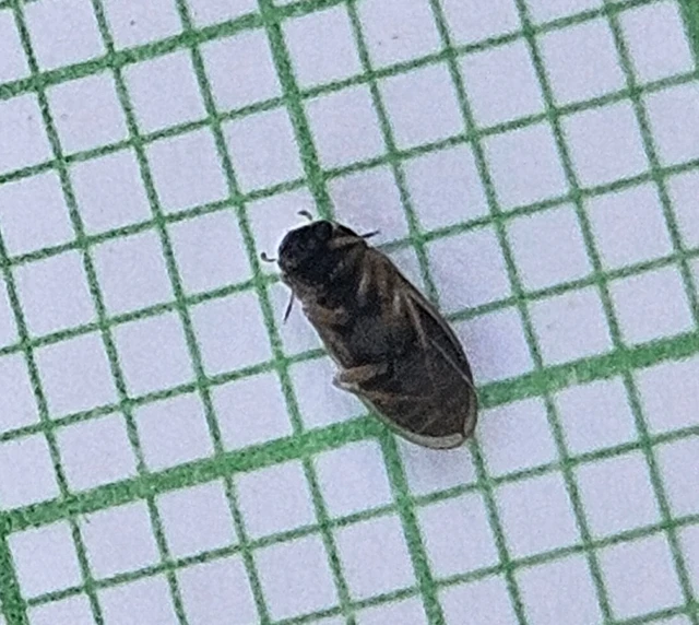 Helophoridae - vésettcsiborfélék Helophoridae - vésettcsiborfélék