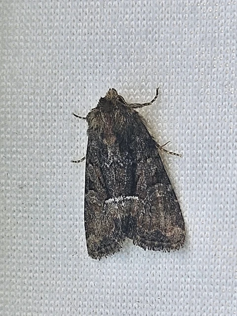 Oligia strigilis/latruncula/versicolor