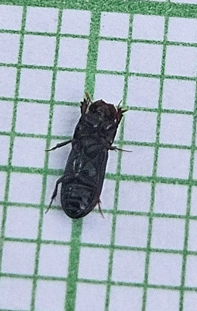Pleurophorus caesus - hengeres trágyabogár
