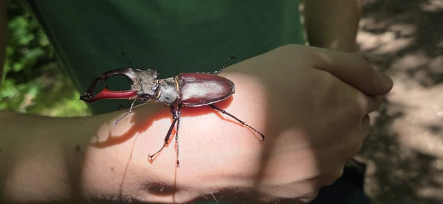 Lucanus cervus - nagy szarvasbogár