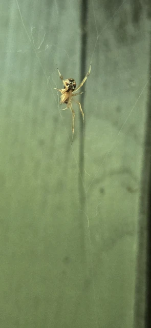 Parasteatoda lunata - holdas törpepók