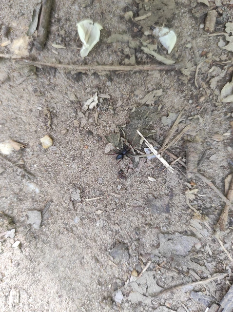 Trachyzelotes pedestris - vöröslábú gyászpók