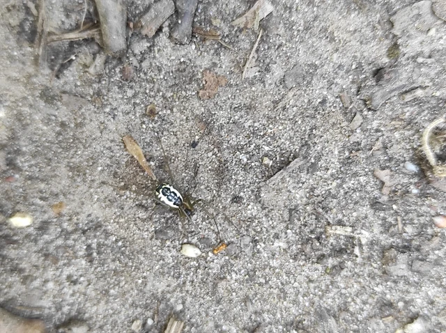 Neriene radiata - szegélyes vitorláspók