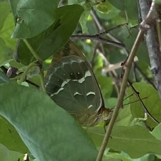 Argynnis pandora - zöldes gyöngyházlepke
