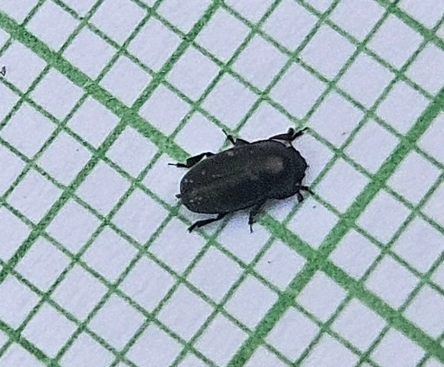 Meligethinae Meligethinae
