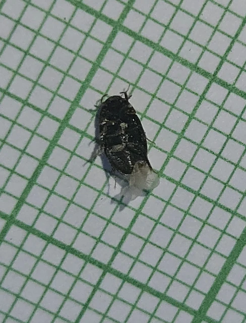 Hydrophilidae - csiborfélék