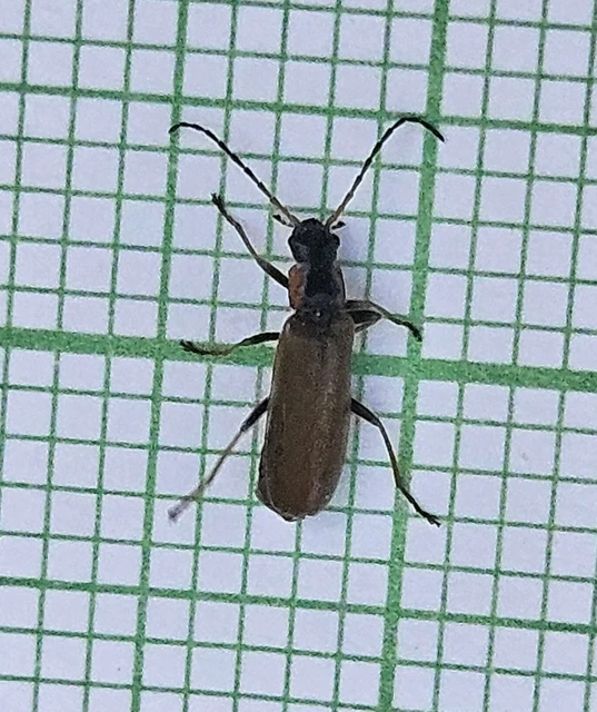 Rhagonycha nigriventris - feketecombú lágybogár Rhagonycha nigriventris - feketecombú lágybogár