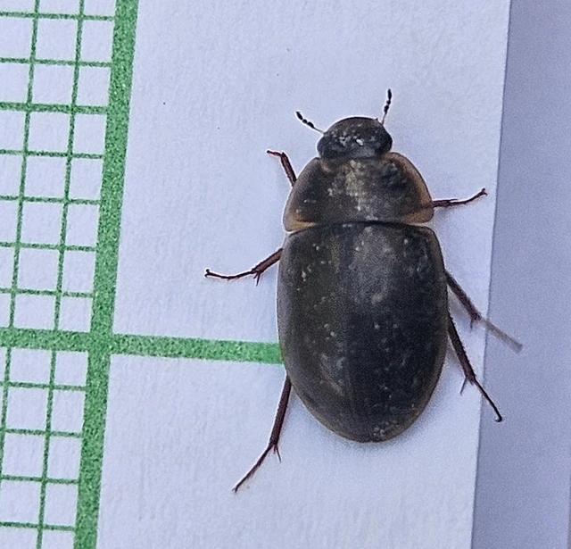 Hydrophilidae - csiborfélék