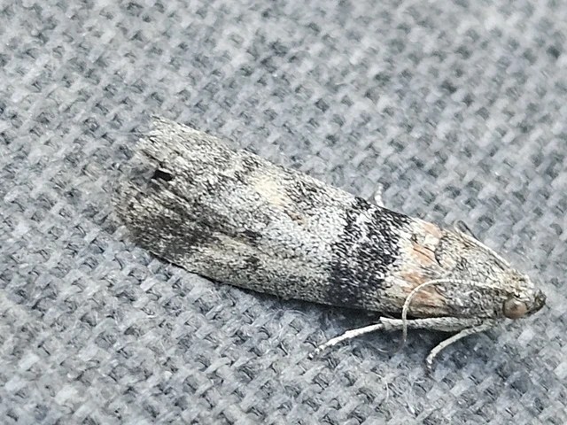Sciota