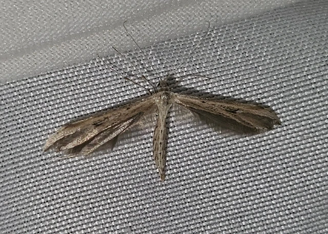Emmelina monodactyla/argoteles