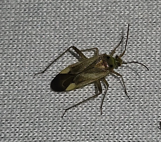 Adelphocoris lineolatus - lucernapoloska