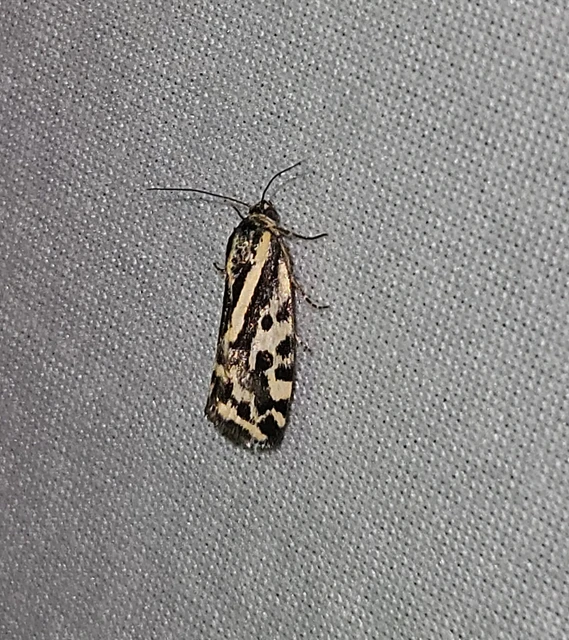 Emmelia trabealis - zebrabagoly
