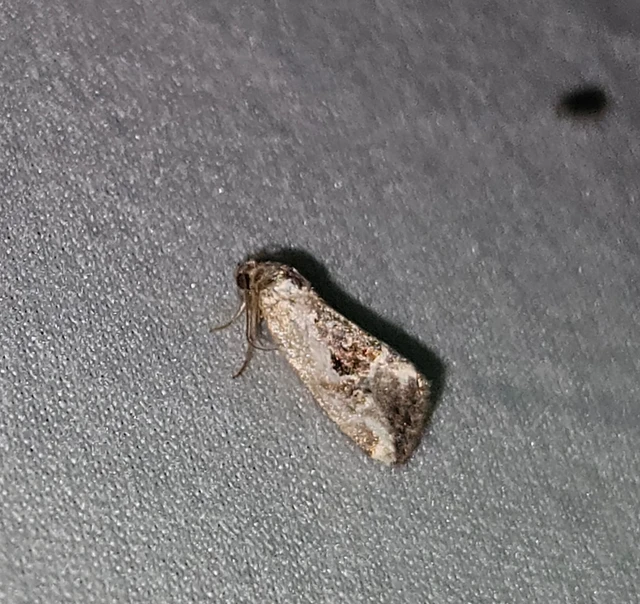 Hapalotis venustula - rózsaszínű mázasbagoly