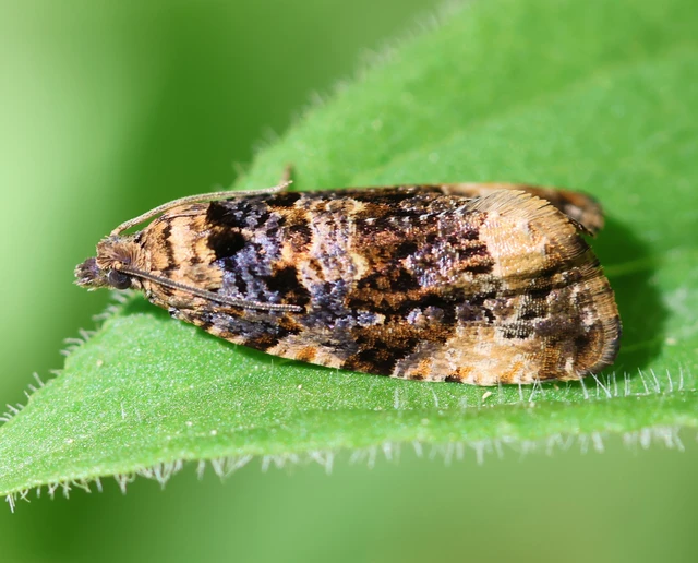 Endothenia