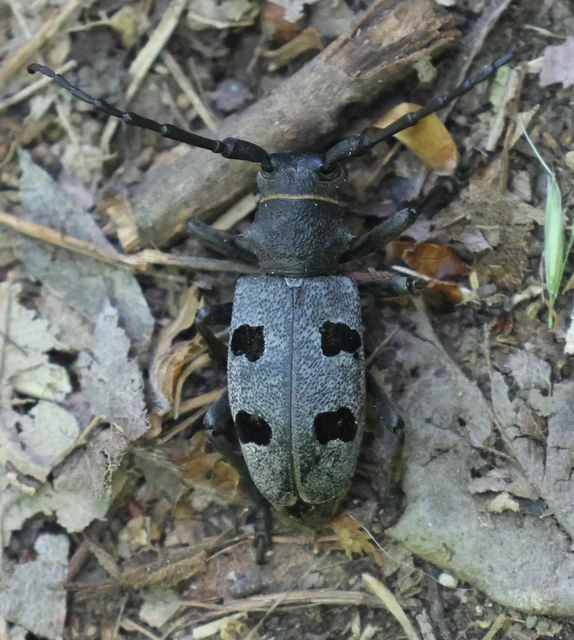 Morimus asper funereus - gyászcincér