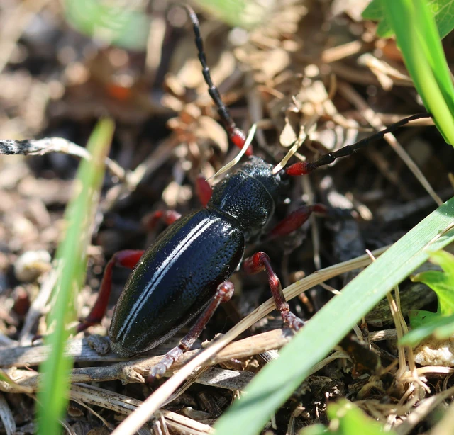 Dorcadion pedestre - kétsávos gyalogcincér Dorcadion pedestre - kétsávos gyalogcincér