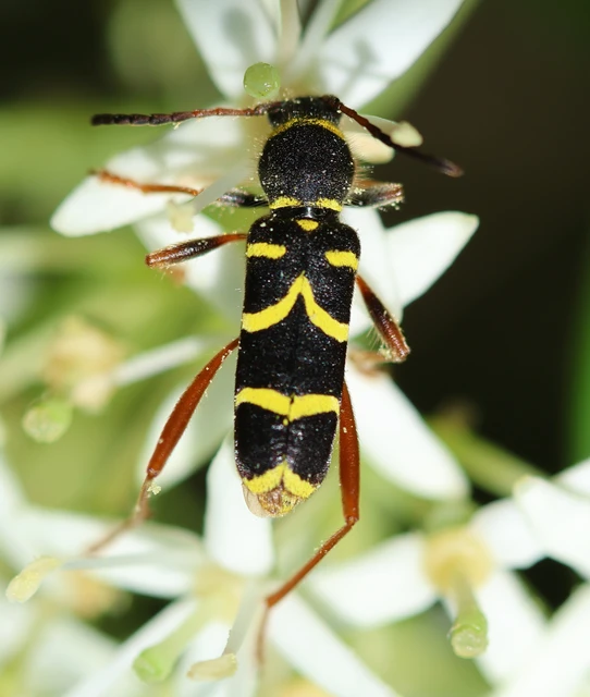 Clytus arietis - közönséges darázscincér