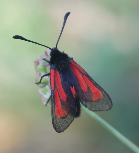 Zygaena minos/purpuralis