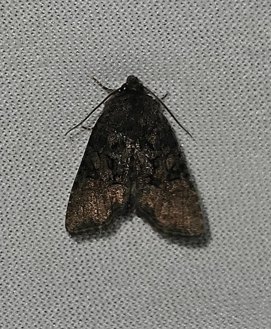 Oligia latruncula - fekete dudvabagoly