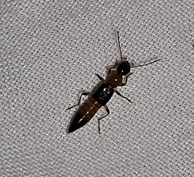Paederus littoralis - réti partiholyva