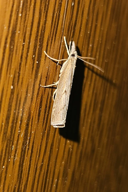 Pediasia contaminella - mocskos fűgyökérmoly