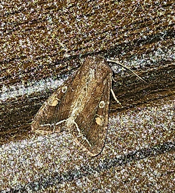 Lacanobia oleracea - saláta-kertibagoly