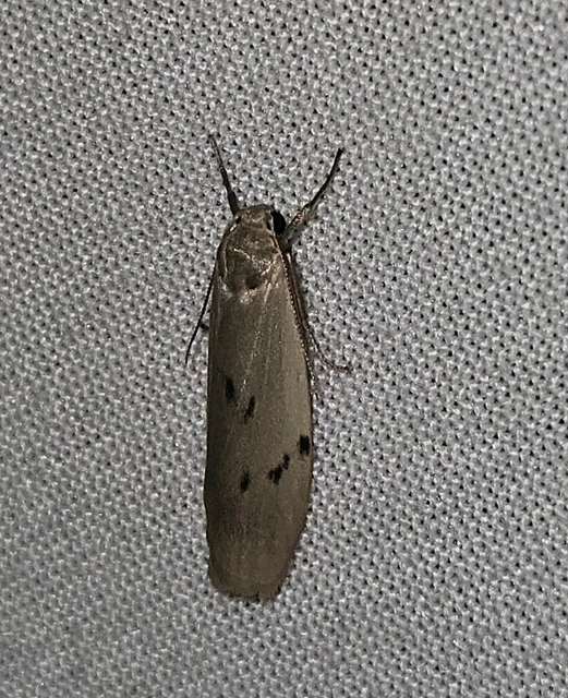 Pelosia muscerda - hamvas zuzmószövő