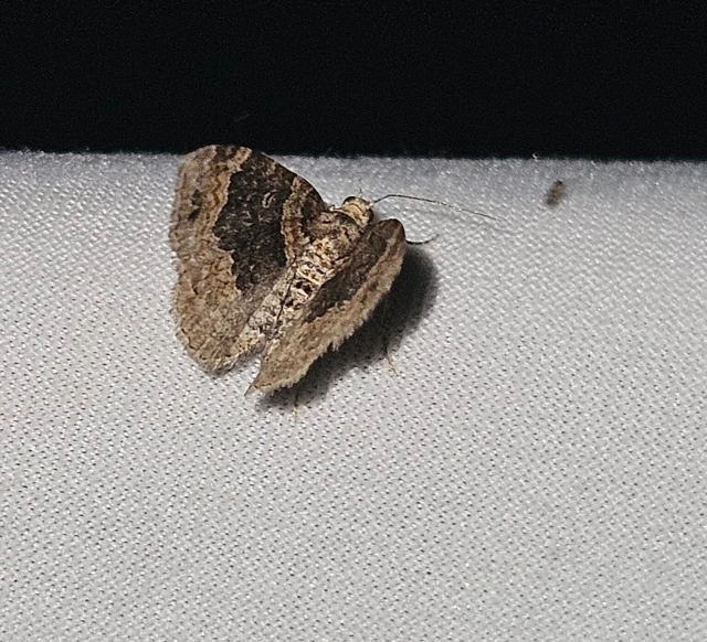 Xanthorhoe ferrugata - kerti tarkaaraszoló