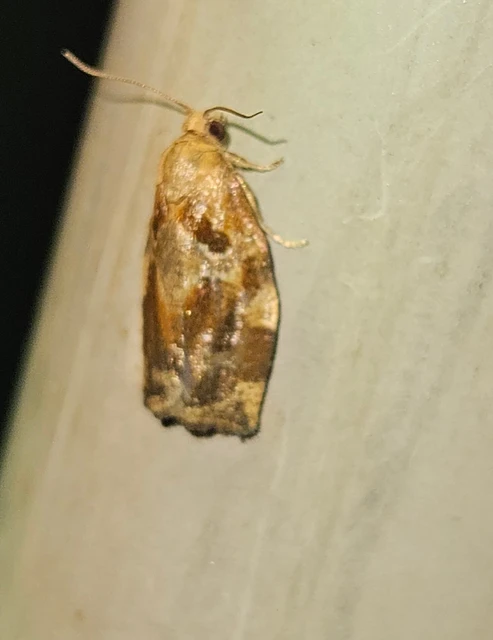 Archips xylosteana - kökényszövő sodrómoly