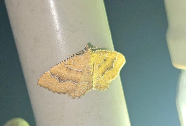 Camptogramma bilineata - kétvonalas sávosaraszoló
