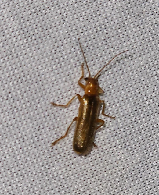 Cantharidae - lágybogárfélék