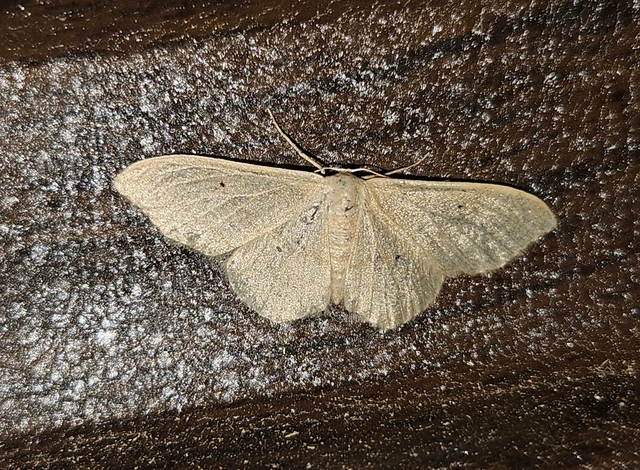 Idaea straminata - szalmasárga sávosaraszoló