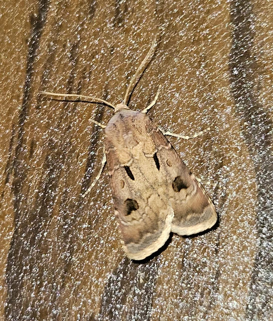 Agrotis exclamationis - felkiáltójeles földibagoly Agrotis exclamationis - felkiáltójeles földibagoly