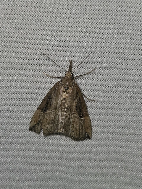 Hypena rostralis - közönséges karcsúbagoly