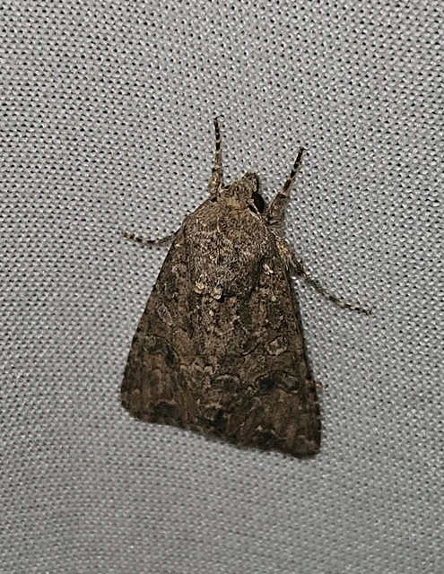 Hadula trifolii - lóherebagoly