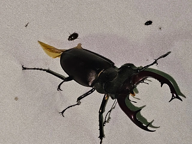 Lucanus cervus - nagy szarvasbogár