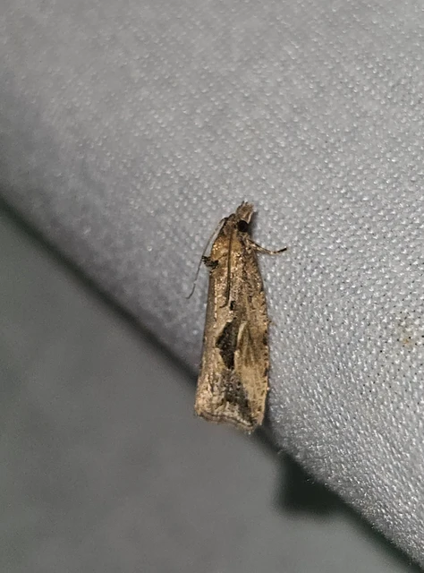 Endothenia quadrimaculana - mocsári tükrösmoly